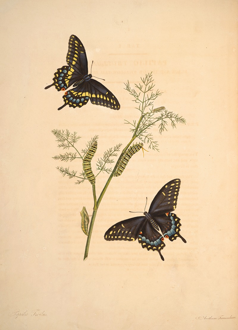 James Edward Smith - The natural history of the rarer lepidopterous insects of Georgia Pl.001