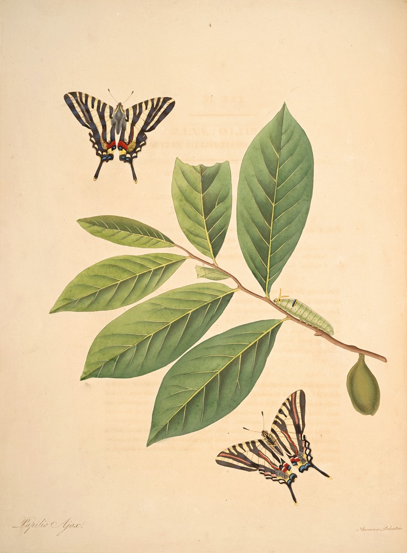 James Edward Smith - The natural history of the rarer lepidopterous insects of Georgia Pl.004