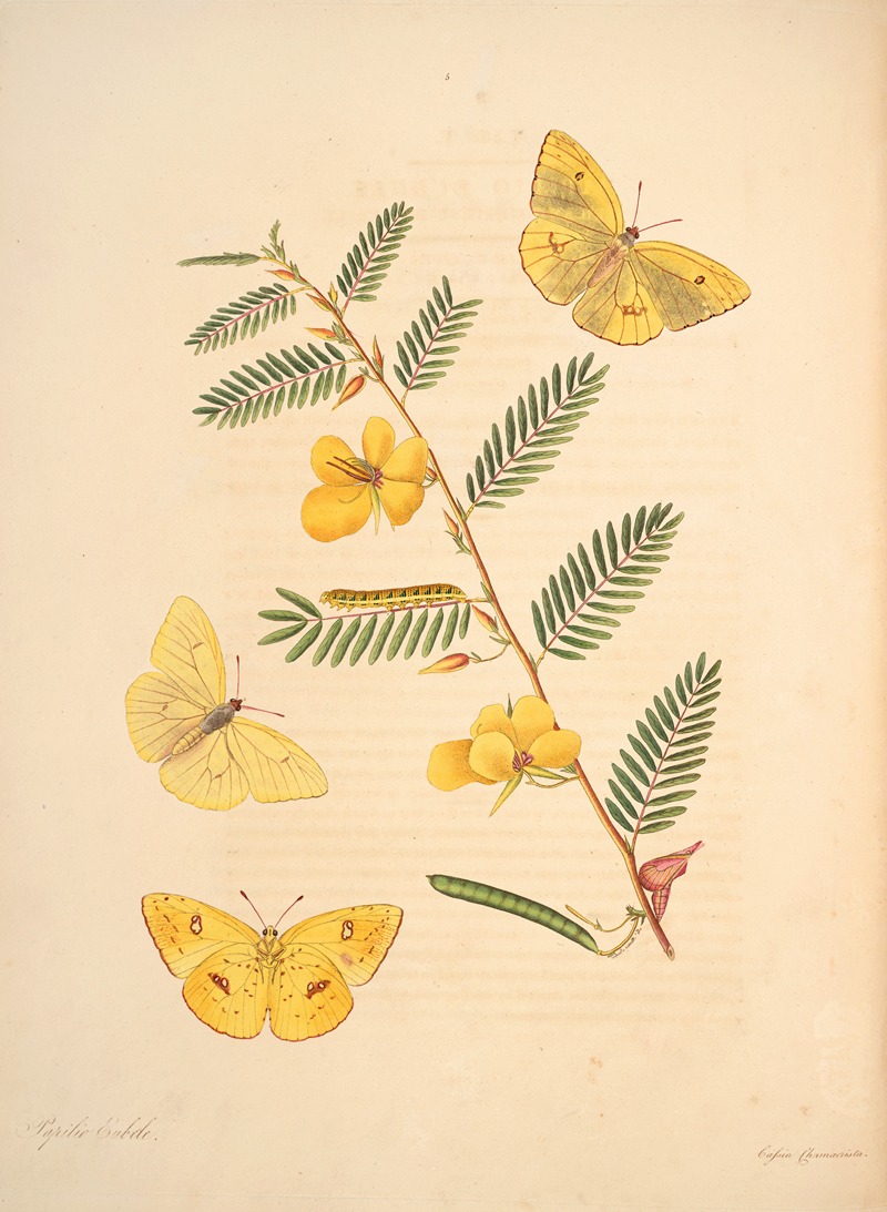 James Edward Smith - The natural history of the rarer lepidopterous insects of Georgia Pl.005