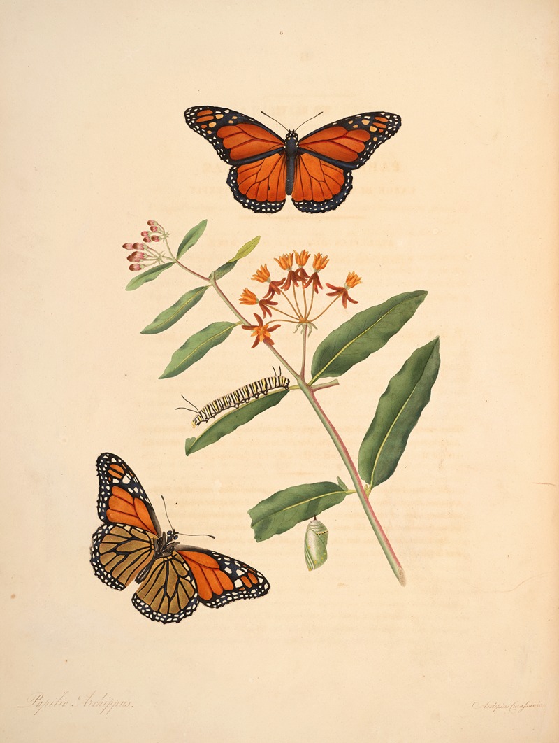 James Edward Smith - The natural history of the rarer lepidopterous insects of Georgia Pl.006