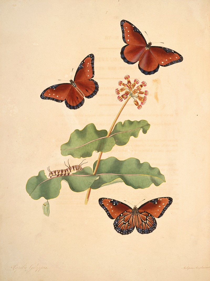 James Edward Smith - The natural history of the rarer lepidopterous insects of Georgia Pl.007