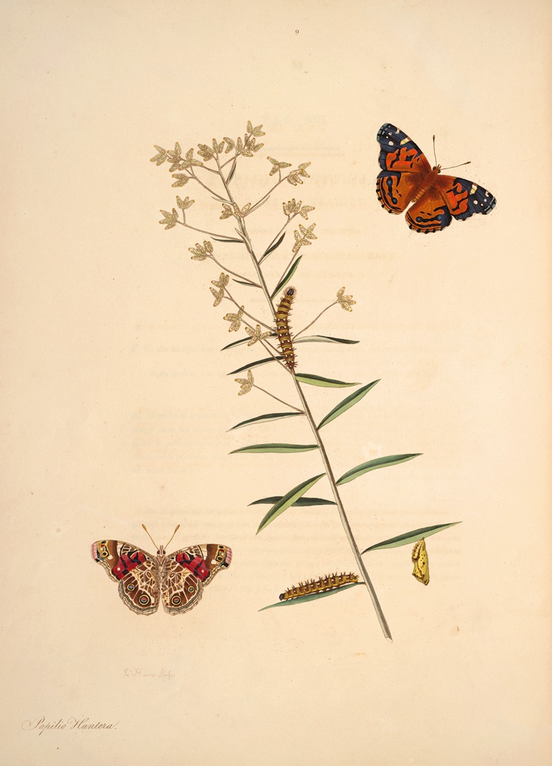 James Edward Smith - The natural history of the rarer lepidopterous insects of Georgia Pl.009