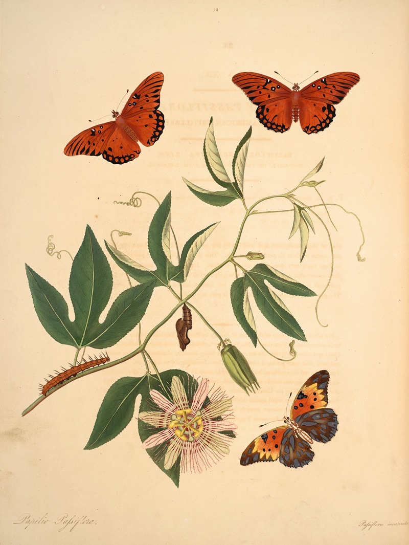 James Edward Smith - The natural history of the rarer lepidopterous insects of Georgia Pl.012