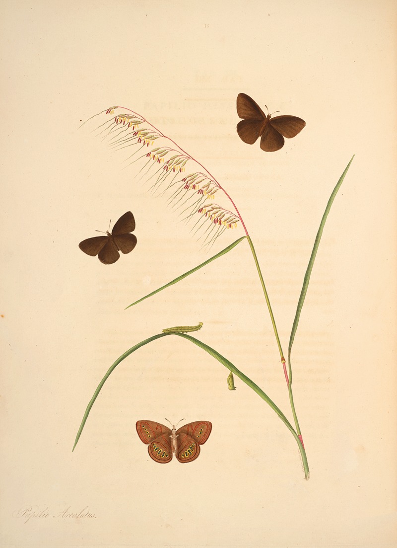 James Edward Smith - The natural history of the rarer lepidopterous insects of Georgia Pl.013