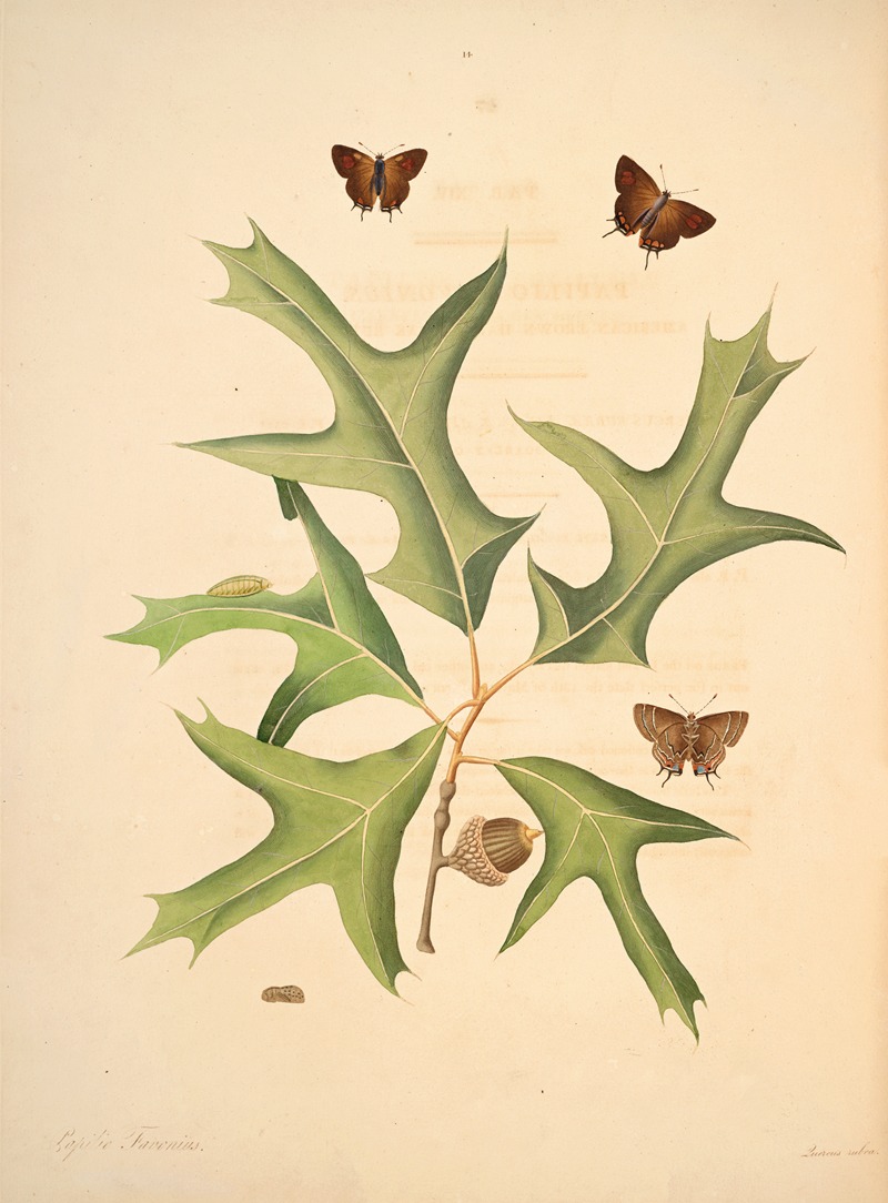 James Edward Smith - The natural history of the rarer lepidopterous insects of Georgia Pl.014