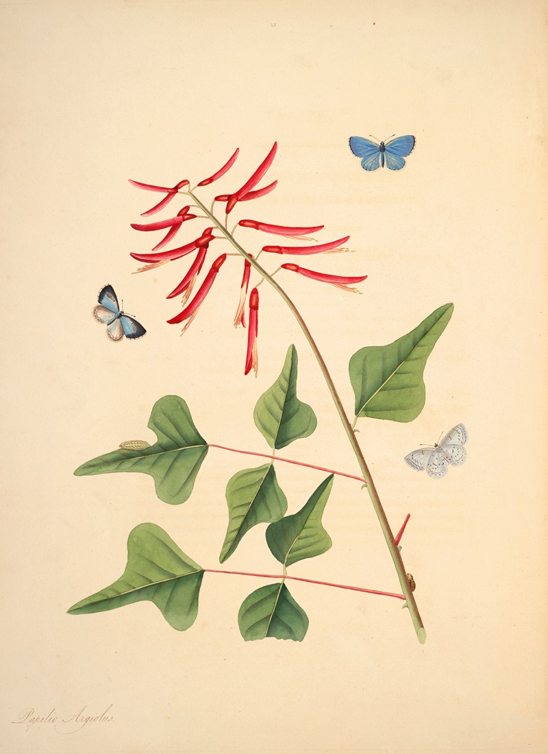 James Edward Smith - The natural history of the rarer lepidopterous insects of Georgia Pl.015