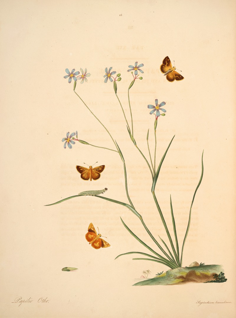 James Edward Smith - The natural history of the rarer lepidopterous insects of Georgia Pl.016