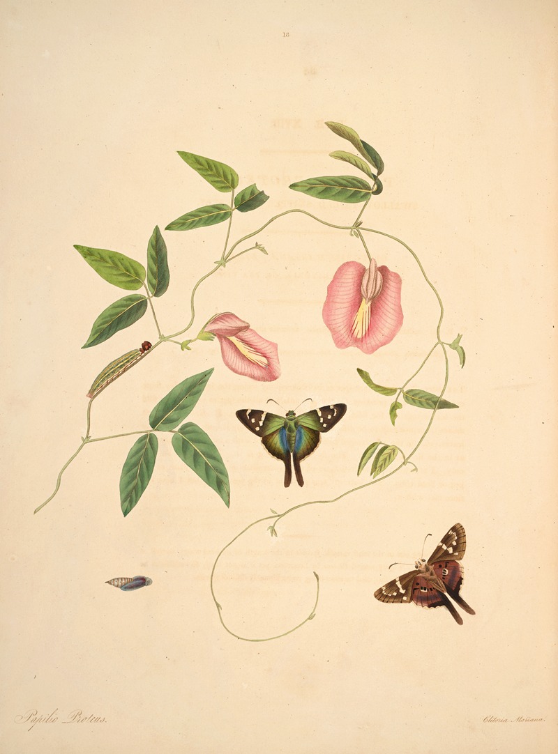 James Edward Smith - The natural history of the rarer lepidopterous insects of Georgia Pl.018