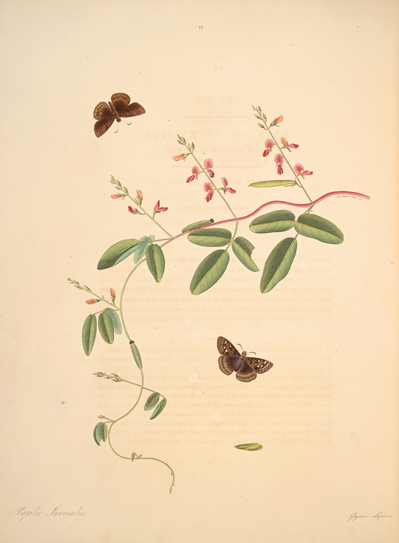 James Edward Smith - The natural history of the rarer lepidopterous insects of Georgia Pl.021