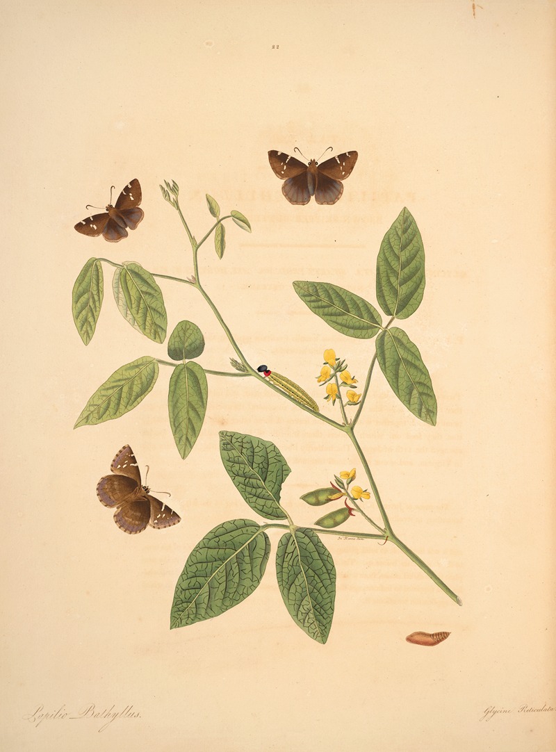 James Edward Smith - The natural history of the rarer lepidopterous insects of Georgia Pl.022