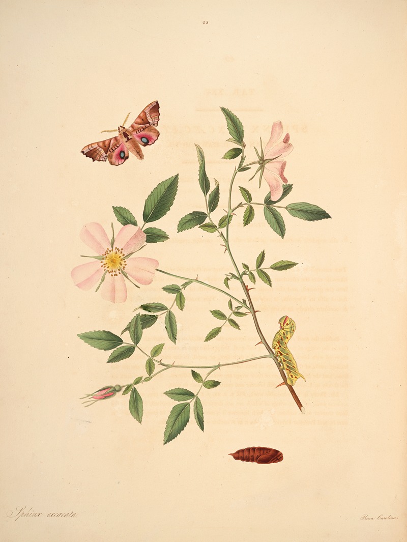 James Edward Smith - The natural history of the rarer lepidopterous insects of Georgia Pl.025