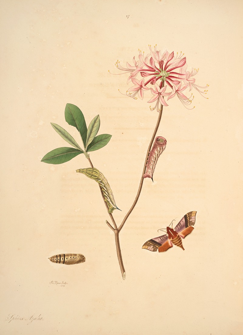 James Edward Smith - The natural history of the rarer lepidopterous insects of Georgia Pl.027