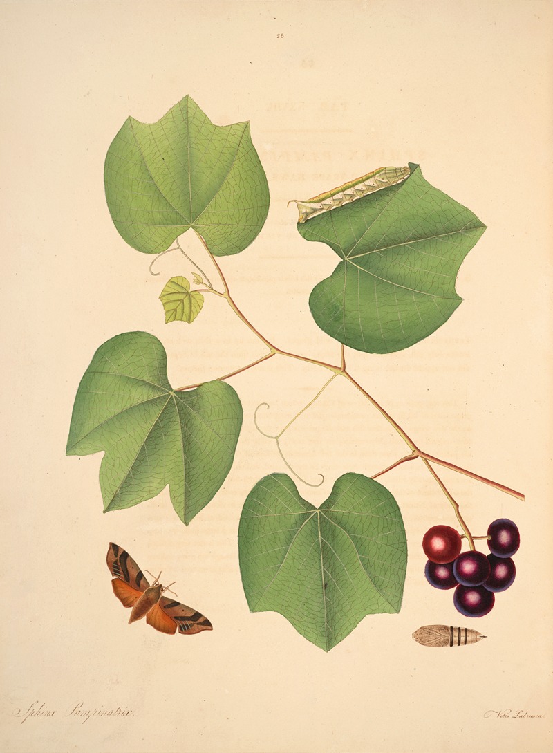 James Edward Smith - The natural history of the rarer lepidopterous insects of Georgia Pl.028