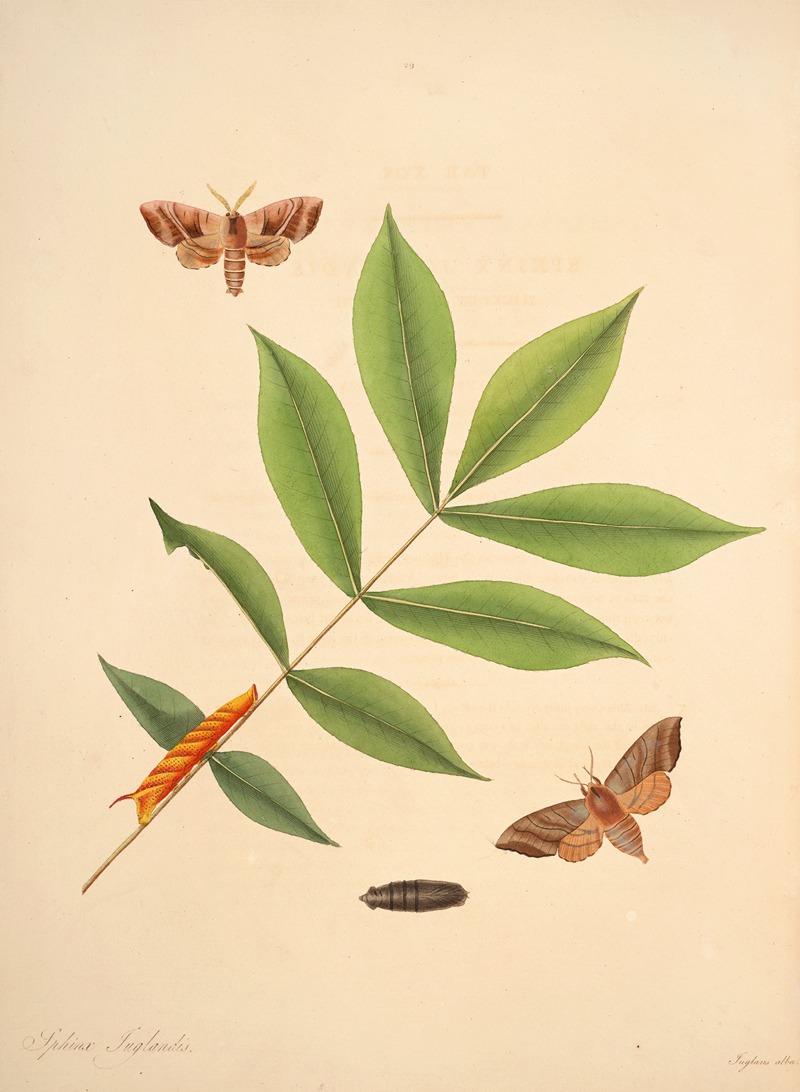 James Edward Smith - The natural history of the rarer lepidopterous insects of Georgia Pl.029