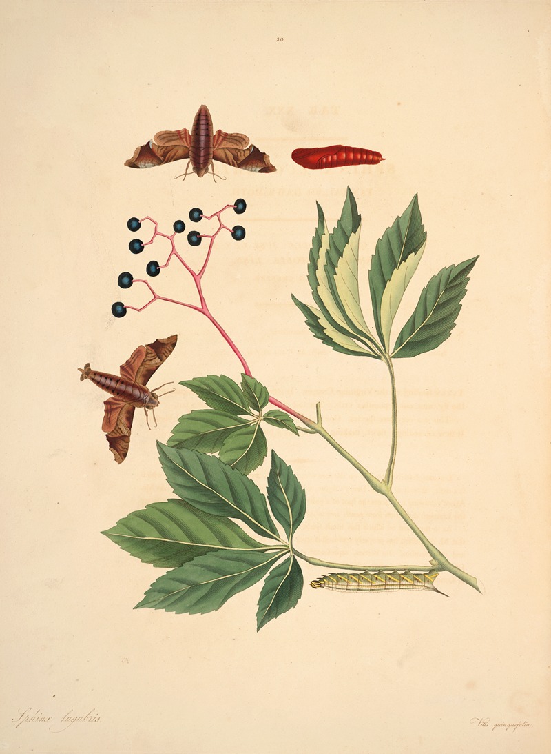 James Edward Smith - The natural history of the rarer lepidopterous insects of Georgia Pl.030