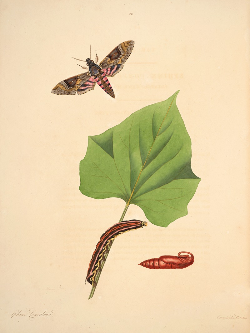 James Edward Smith - The natural history of the rarer lepidopterous insects of Georgia Pl.032