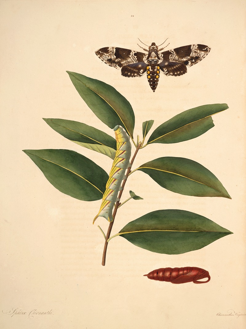 James Edward Smith - The natural history of the rarer lepidopterous insects of Georgia Pl.034