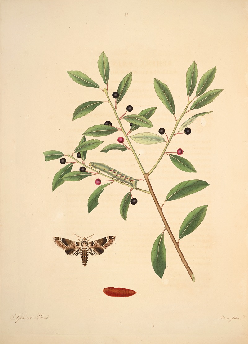 James Edward Smith - The natural history of the rarer lepidopterous insects of Georgia Pl.035