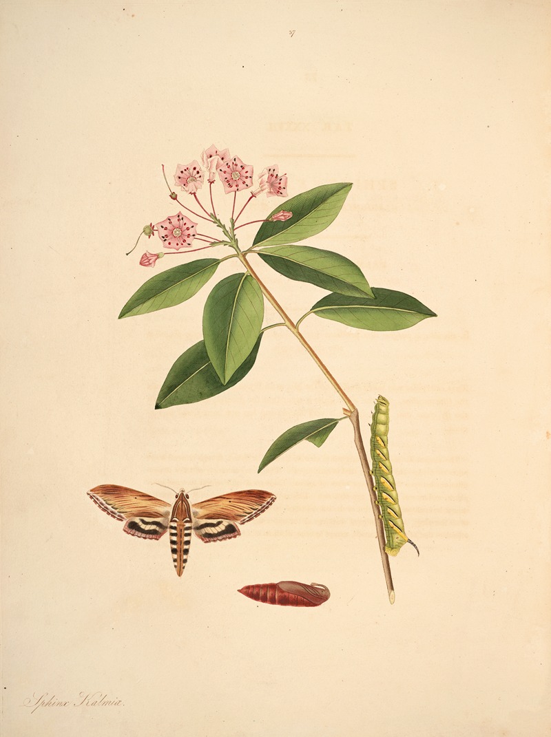 James Edward Smith - The natural history of the rarer lepidopterous insects of Georgia Pl.037