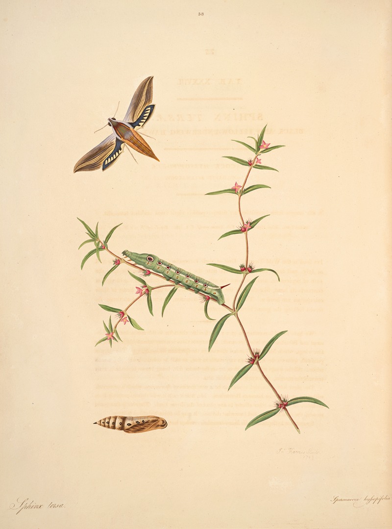 James Edward Smith - The natural history of the rarer lepidopterous insects of Georgia Pl.038