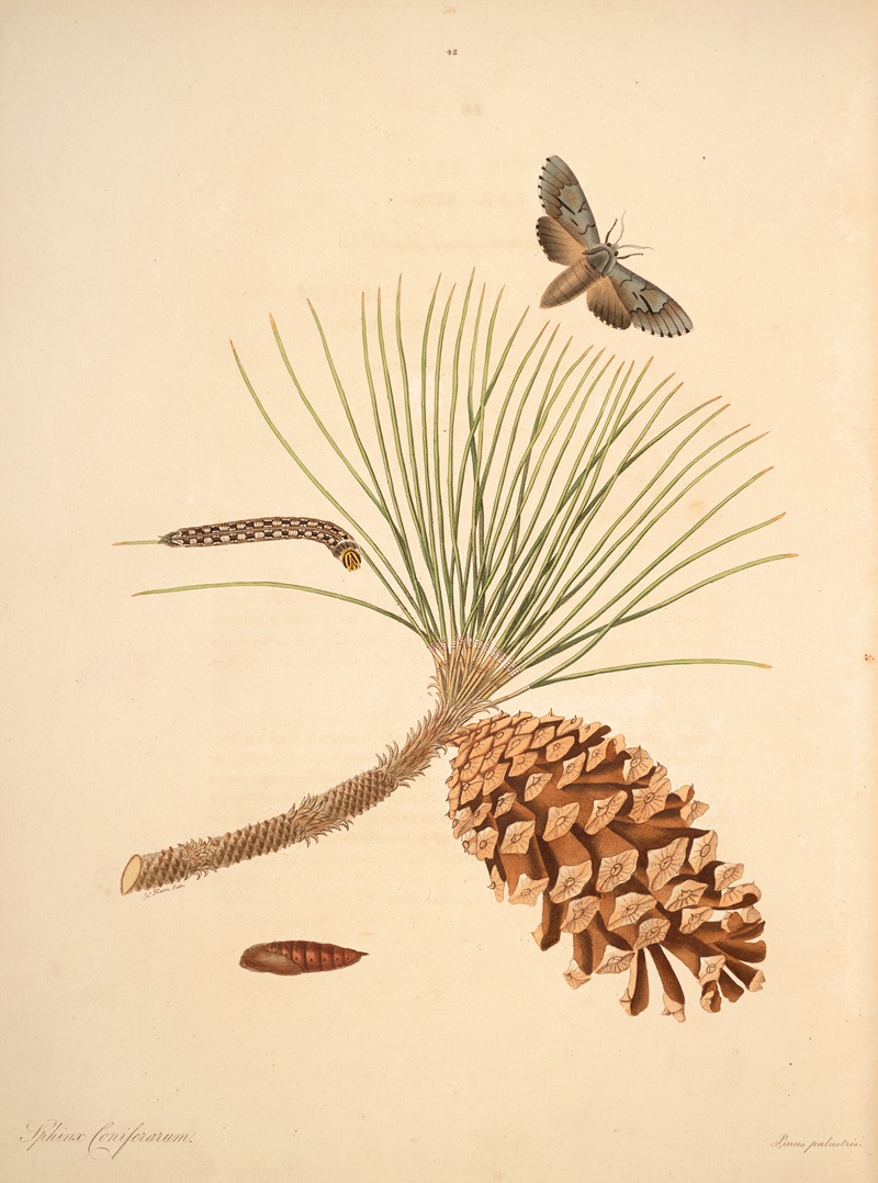 James Edward Smith - The natural history of the rarer lepidopterous insects of Georgia Pl.042