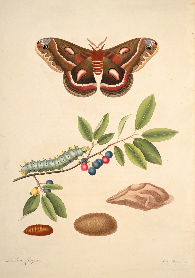 James Edward Smith - The natural history of the rarer lepidopterous insects of Georgia Pl.045