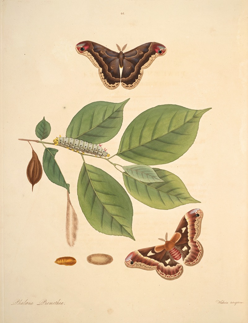 James Edward Smith - The natural history of the rarer lepidopterous insects of Georgia Pl.046