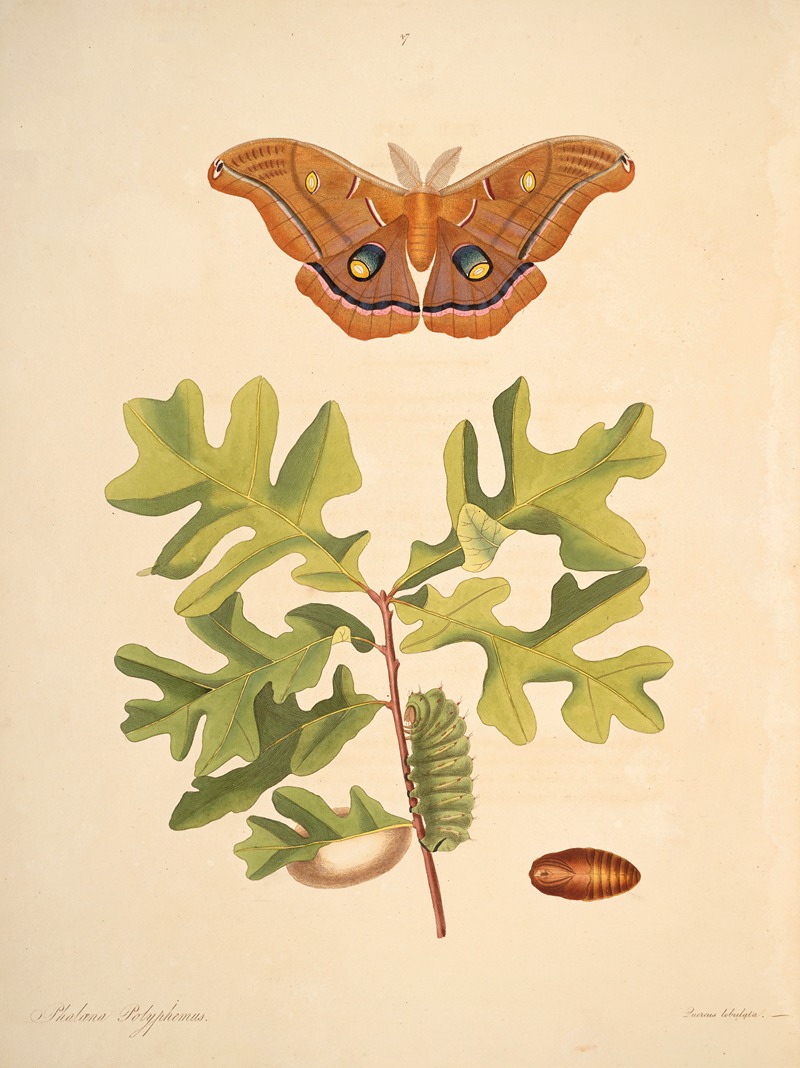 James Edward Smith - The natural history of the rarer lepidopterous insects of Georgia Pl.047