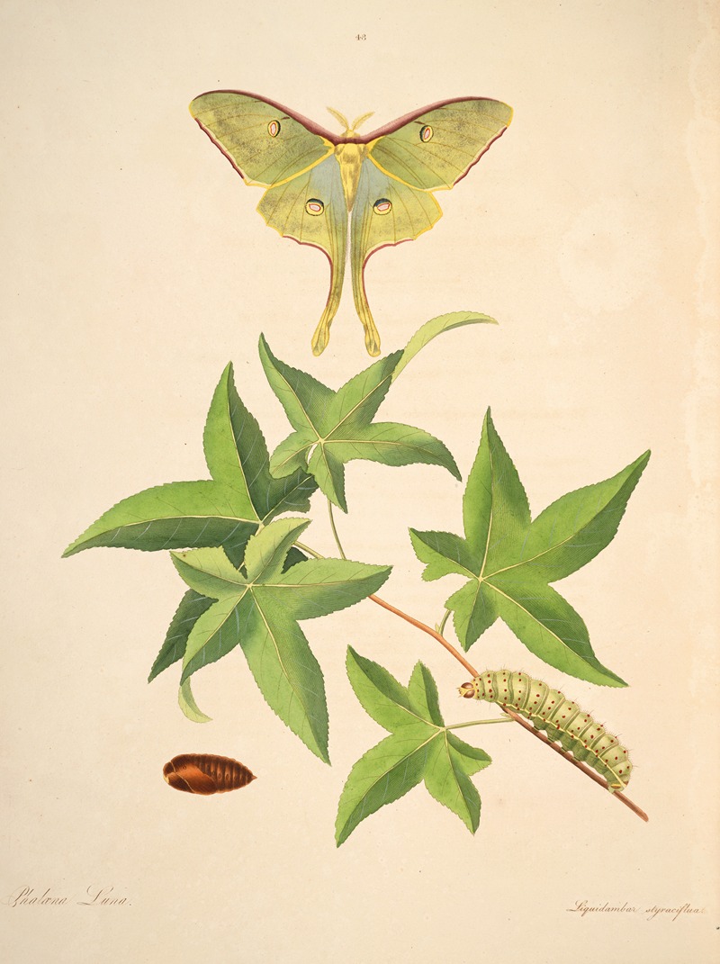 James Edward Smith - The natural history of the rarer lepidopterous insects of Georgia Pl.048