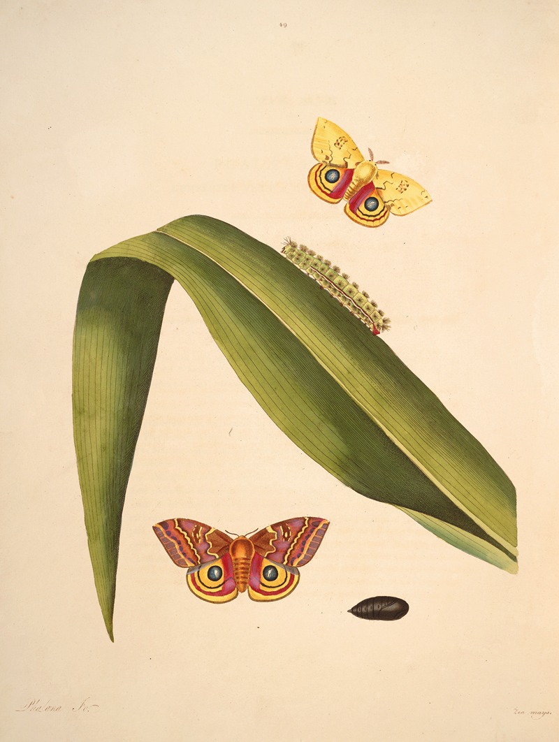 James Edward Smith - The natural history of the rarer lepidopterous insects of Georgia Pl.049