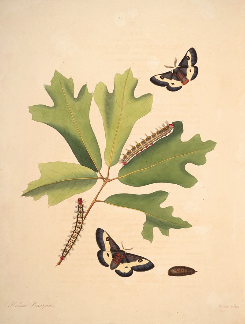 James Edward Smith - The natural history of the rarer lepidopterous insects of Georgia Pl.050