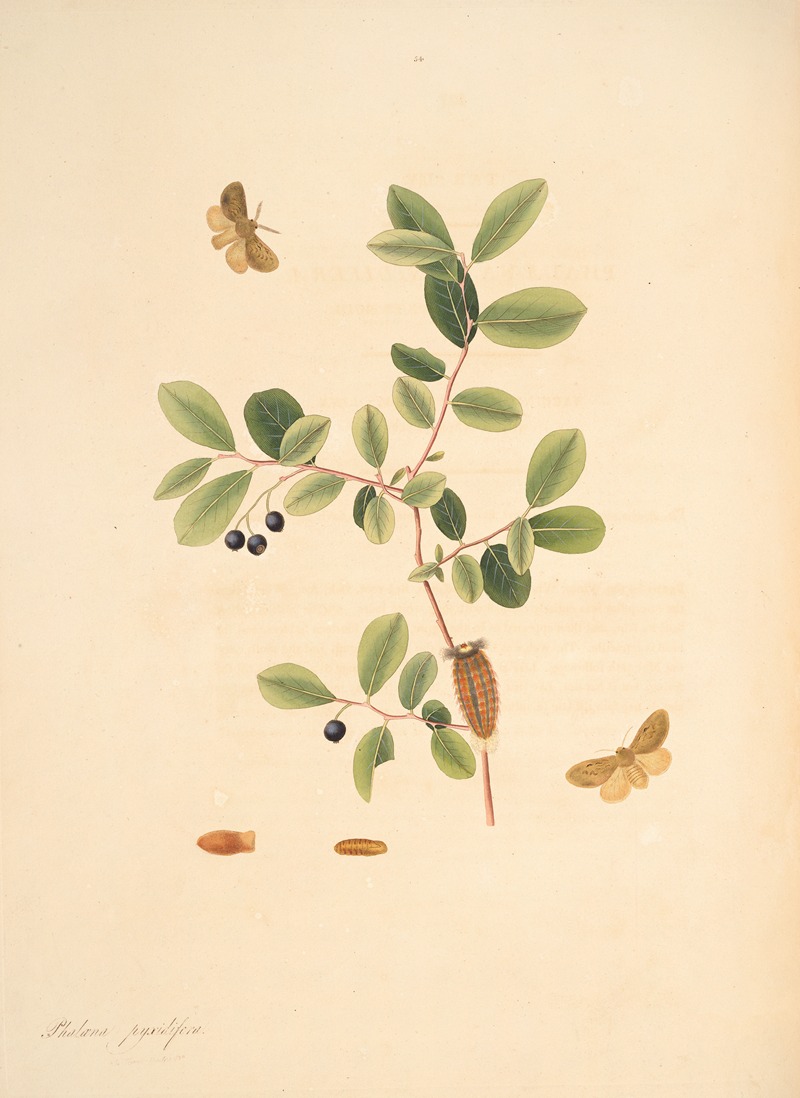 James Edward Smith - The natural history of the rarer lepidopterous insects of Georgia Pl.054