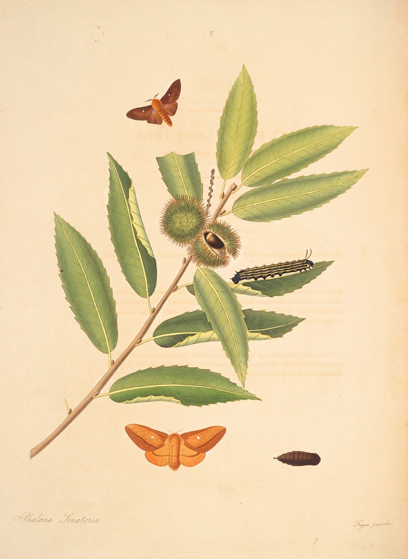 James Edward Smith - The natural history of the rarer lepidopterous insects of Georgia Pl.057