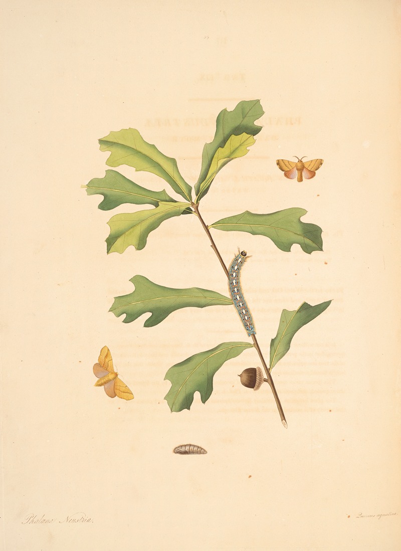 James Edward Smith - The natural history of the rarer lepidopterous insects of Georgia Pl.059