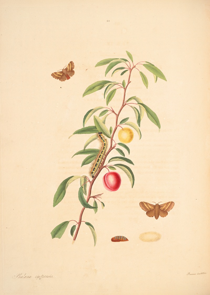 James Edward Smith - The natural history of the rarer lepidopterous insects of Georgia Pl.060