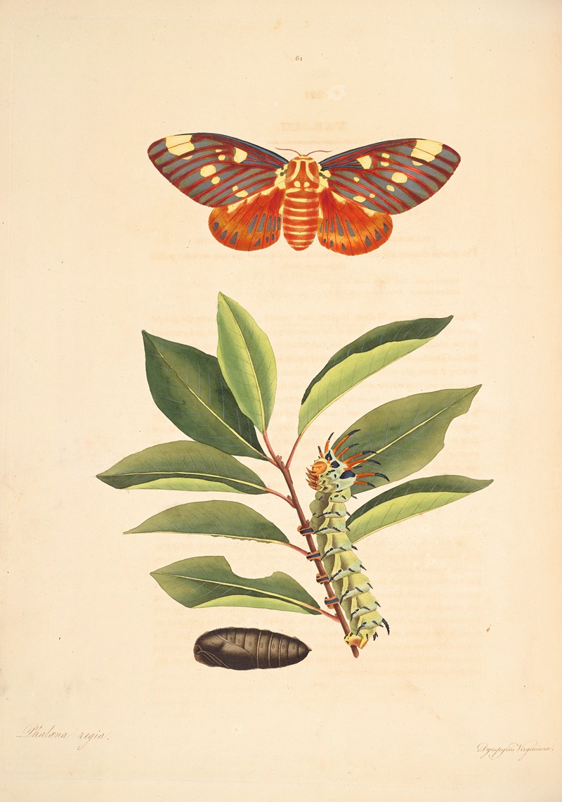 James Edward Smith - The natural history of the rarer lepidopterous insects of Georgia Pl.061
