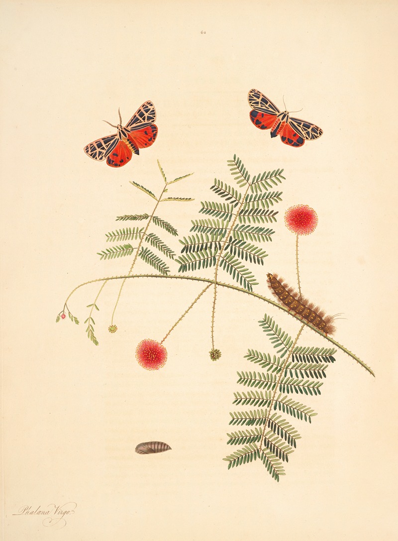 James Edward Smith - The natural history of the rarer lepidopterous insects of Georgia Pl.062