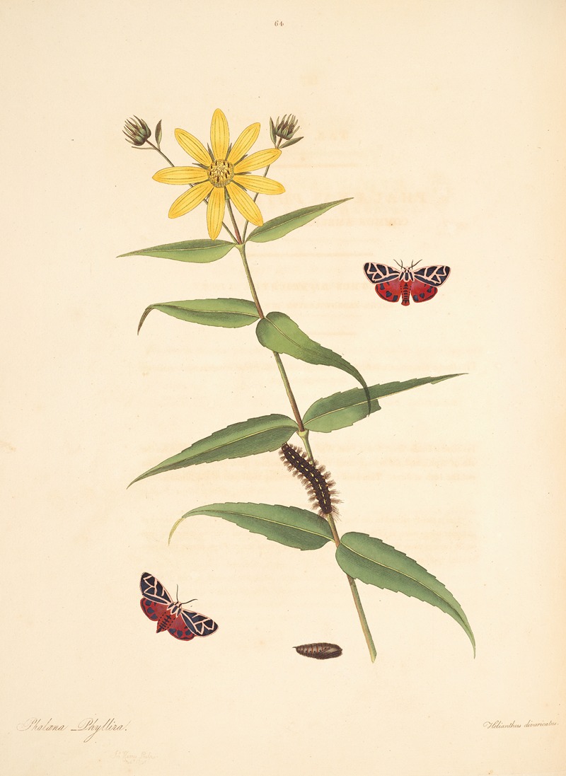 James Edward Smith - The natural history of the rarer lepidopterous insects of Georgia Pl.064