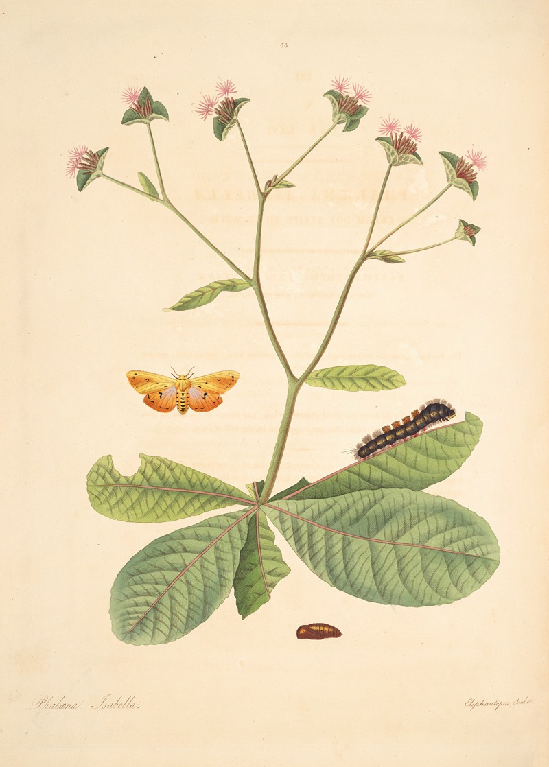 James Edward Smith - The natural history of the rarer lepidopterous insects of Georgia Pl.066