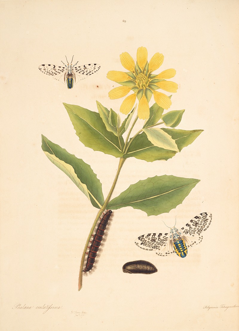 James Edward Smith - The natural history of the rarer lepidopterous insects of Georgia Pl.069