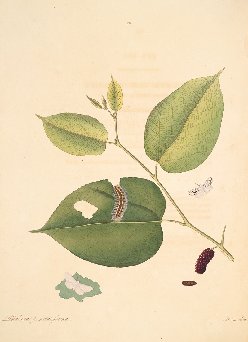 James Edward Smith - The natural history of the rarer lepidopterous insects of Georgia Pl.070