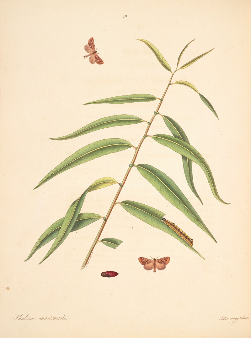 James Edward Smith - The natural history of the rarer lepidopterous insects of Georgia Pl.072