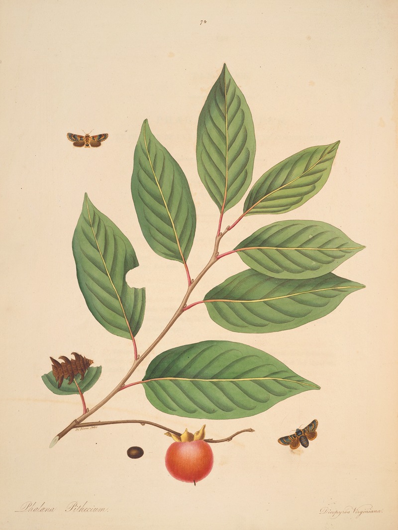 James Edward Smith - The natural history of the rarer lepidopterous insects of Georgia Pl.074