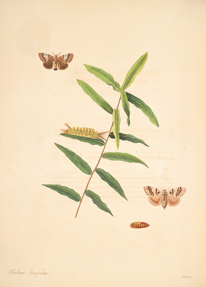 James Edward Smith - The natural history of the rarer lepidopterous insects of Georgia Pl.078