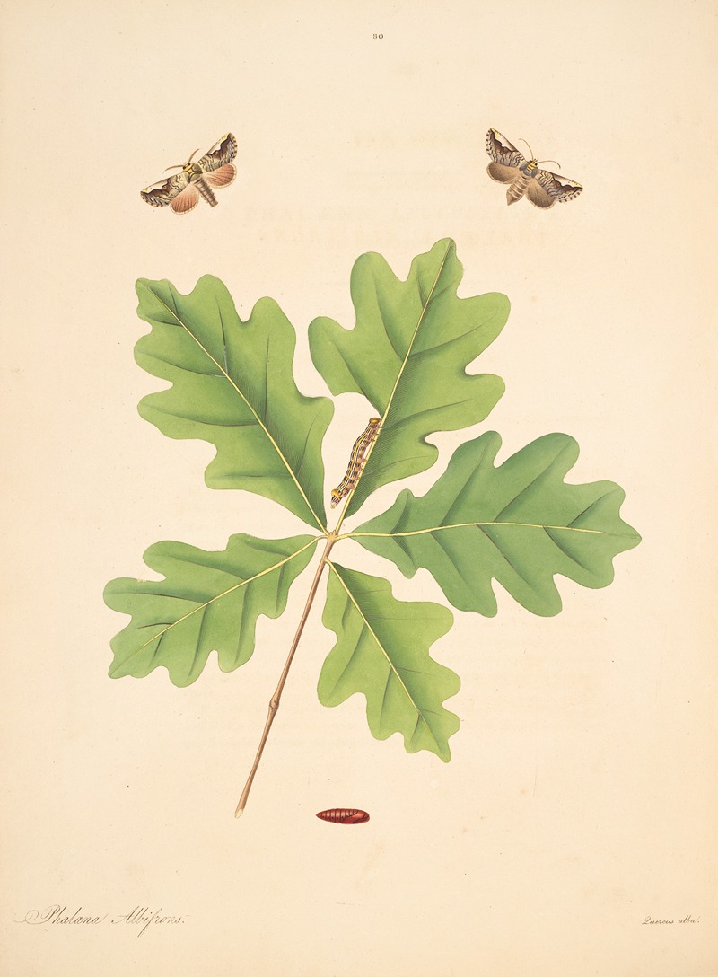 James Edward Smith - The natural history of the rarer lepidopterous insects of Georgia Pl.080