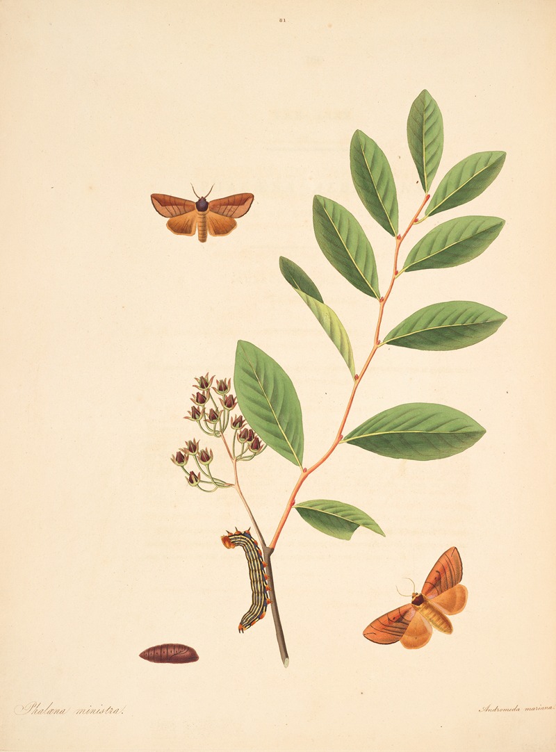 James Edward Smith - The natural history of the rarer lepidopterous insects of Georgia Pl.081