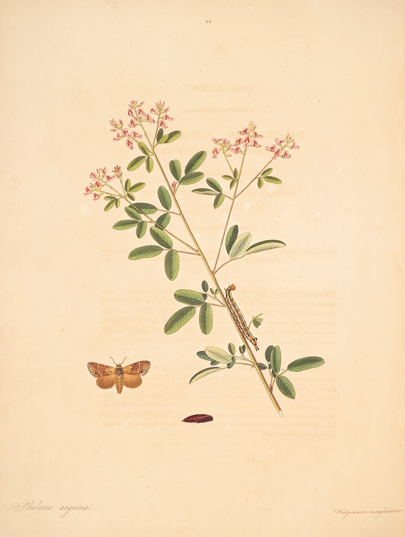 James Edward Smith - The natural history of the rarer lepidopterous insects of Georgia Pl.084