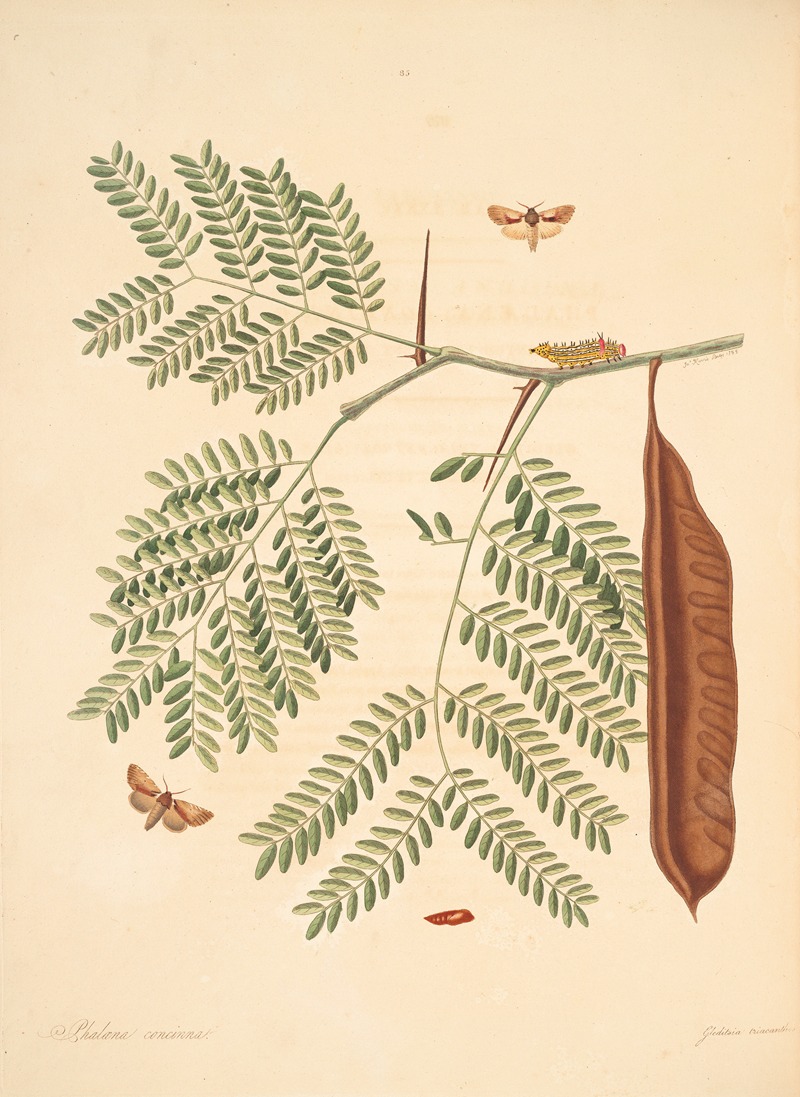 James Edward Smith - The natural history of the rarer lepidopterous insects of Georgia Pl.085
