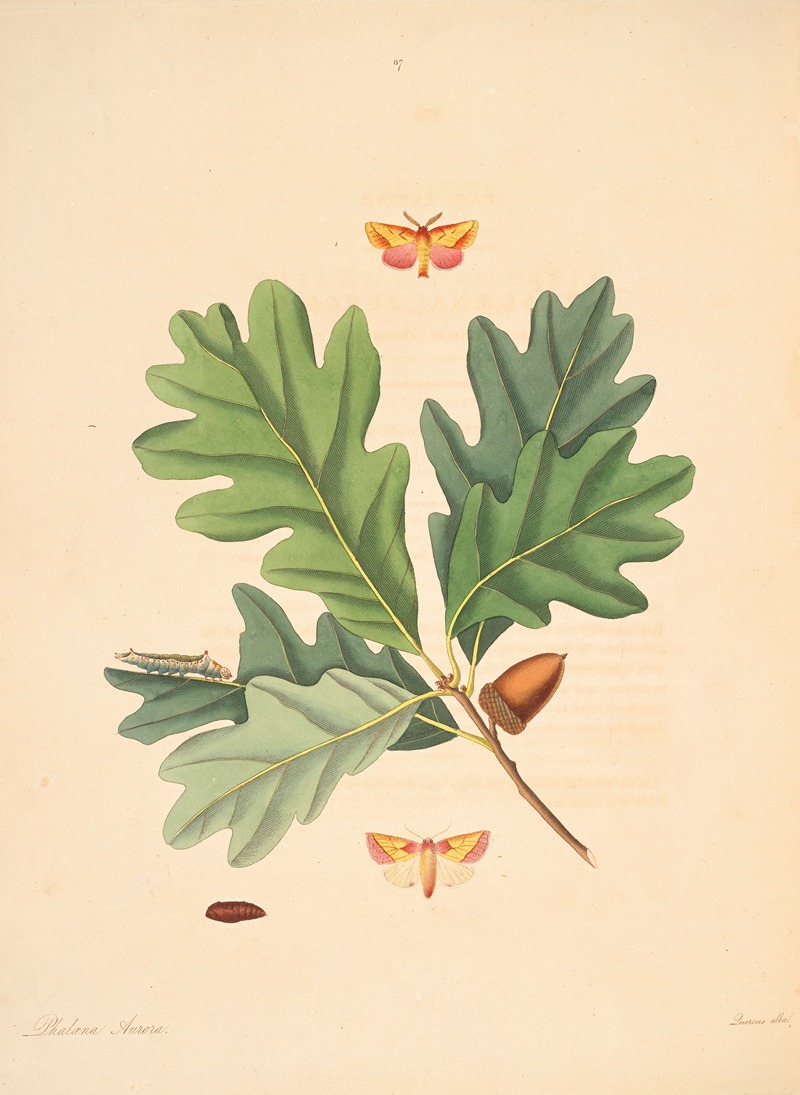 James Edward Smith - The natural history of the rarer lepidopterous insects of Georgia Pl.087