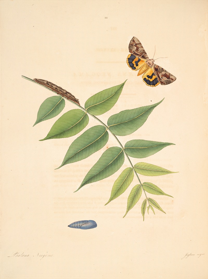 James Edward Smith - The natural history of the rarer lepidopterous insects of Georgia Pl.088